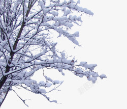 树枝上的雪树枝上的雪高清图片