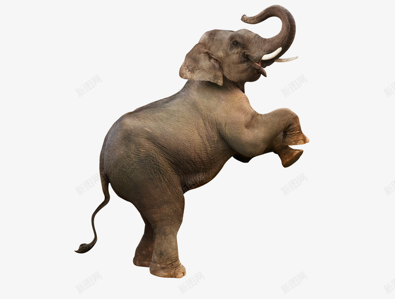 跳起的大象png免抠素材_88icon https://88icon.com 动物 大象 庞大 跳跃