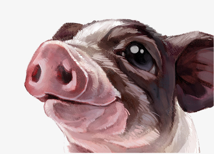彩绘猪头片png免抠素材_88icon https://88icon.com 动物 彩绘 猪头 猪鼻子 设计