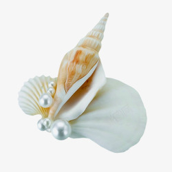 海螺和珍珠素材
