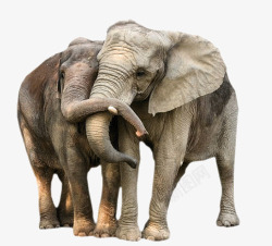 亲吻的大象动物图素材
