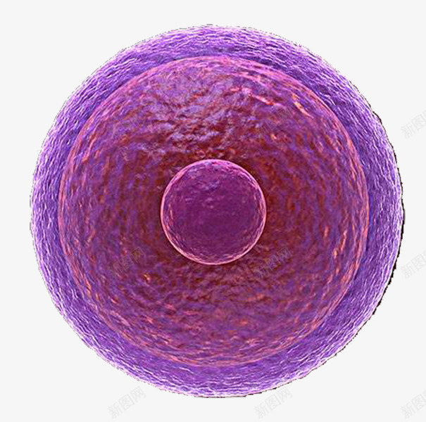 紫色生物医学细胞图示png免抠素材_88icon https://88icon.com 医学细胞 圆形 生物 研究 科研 细胞