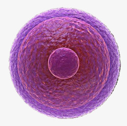 紫色生物医学细胞图示素材