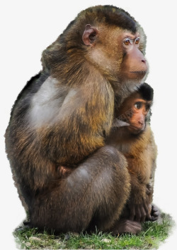 猴子妈妈怀抱着小猴子素材