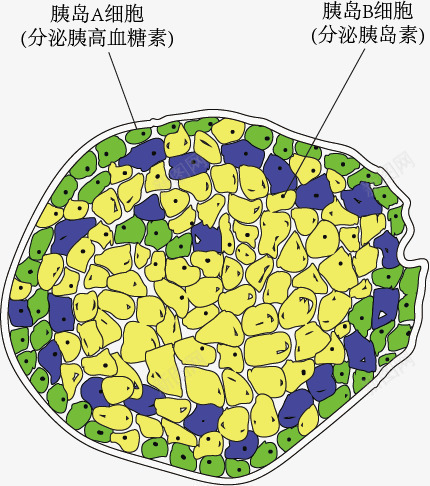 胰岛AB细胞png免抠素材_88icon https://88icon.com 生物教学 示意图 细胞结构 胰岛A 胰岛B