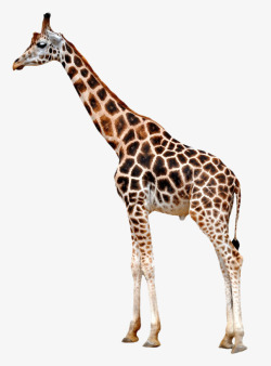 高大动物一只高大的长颈鹿高清图片