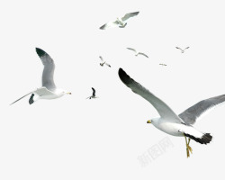 候鸟飞翔白色候鸟高清图片