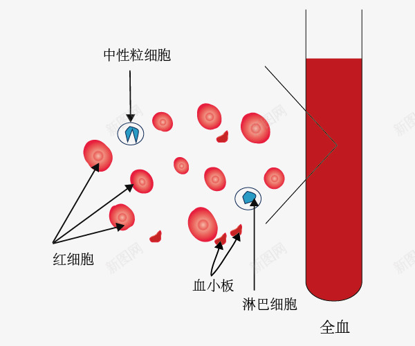 血液组成示意图png免抠素材_88icon https://88icon.com 生物实验 生物教学 示意图 红色 血液 试管