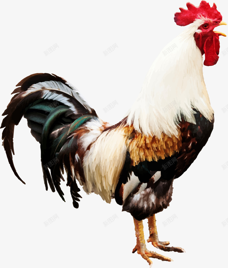 打鸣的公鸡png免抠素材_88icon https://88icon.com 2017 公鸡 大公鸡 尖叫鸡 打鸣的公鸡 雄鸡 鸡 鸡啼 鸡年
