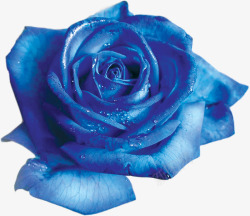 玫瑰上的水珠蓝色玫瑰水珠高清图片