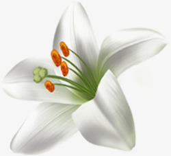 白色唯美淡雅花朵百合素材