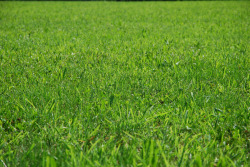 绿草边框草地背景底纹高清图片