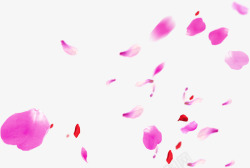 粉色烂漫玫瑰花瓣素材