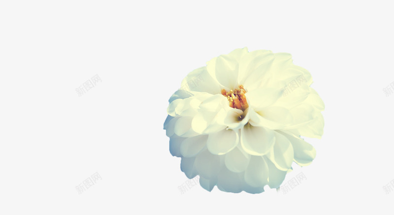 绽放的山茶花png免抠素材_88icon https://88icon.com 唯美 山茶花 植物 淡雅 清新 白色 白色山茶花 纯洁 花卉 花朵