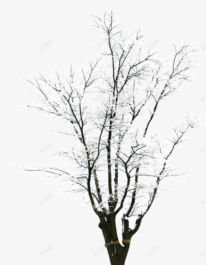 摄影创意合成冬天树木png免抠素材_88icon https://88icon.com 冬天 创意 合成 摄影 树木