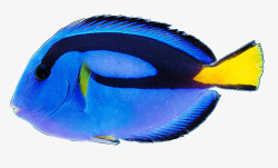 海里的动物蓝色鱼高清图片