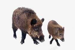 猪黑色实物野猪和小猪高清图片