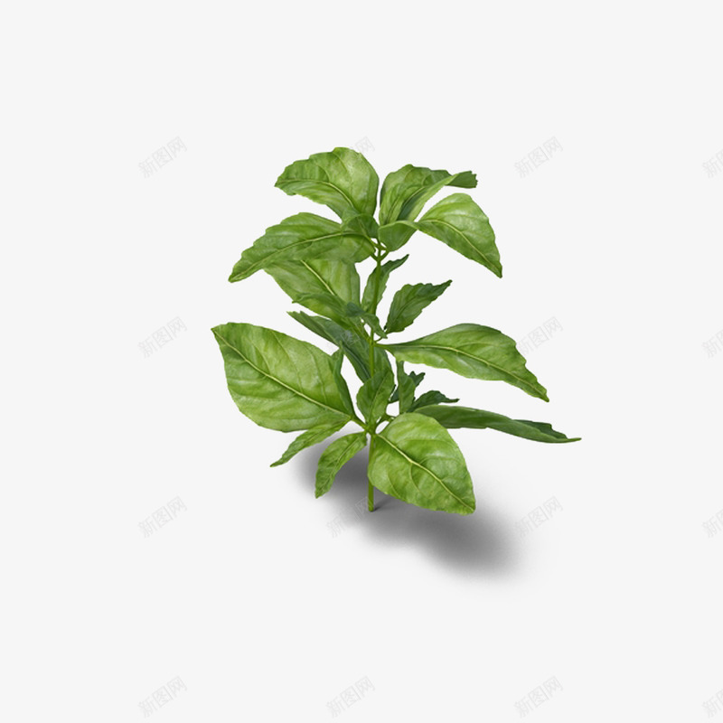 紫苏药草png免抠素材_88icon https://88icon.com 植物 紫苏 绿色 草药