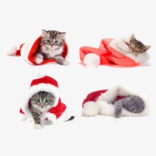 穿着圣诞衣的猫咪png免抠素材_88icon https://88icon.com 保暖 冬天 圣诞节 猫咪
