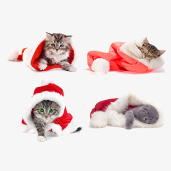穿着圣诞衣的猫咪素材