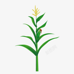 玉米棒子插画玉米叶子未成熟高清图片