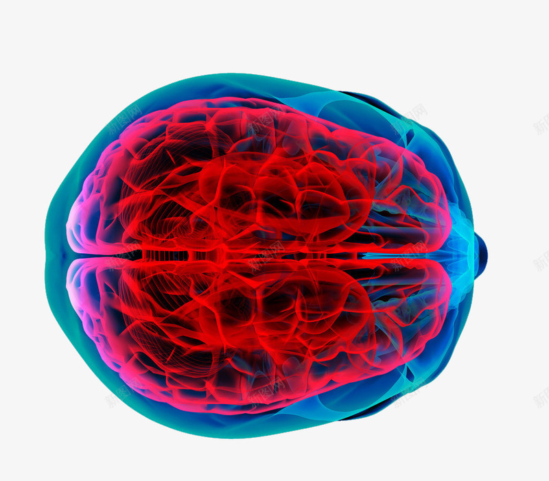 大脑透视图png免抠素材_88icon https://88icon.com 医学 医疗 大脑 透视图