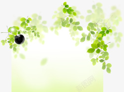 清新春季绿色植物树叶素材