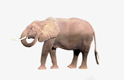 大象侧面行走素材