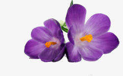 美丽紫罗兰美丽绽放的紫罗兰高清图片