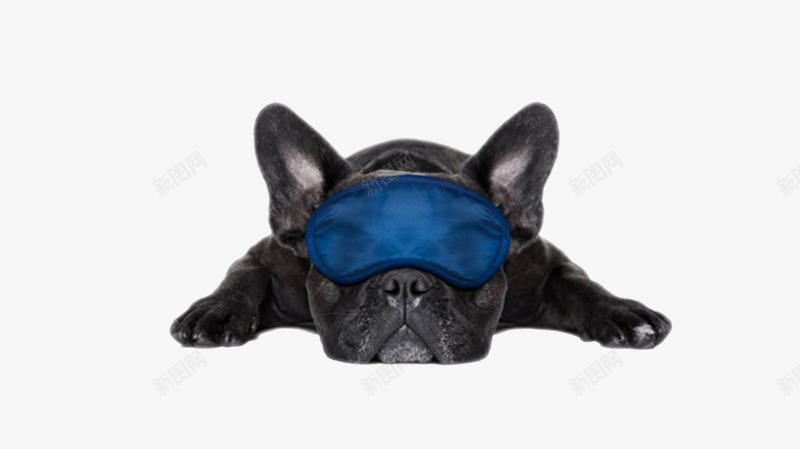 黑色可爱戴眼罩的躺着的狗动物png免抠素材_88icon https://88icon.com 人类朋友 免扣 免费下载 动物 宠物 生物 睡觉 躺着 躺着的狗