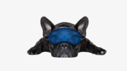 黑色可爱戴眼罩的躺着的狗动物素材