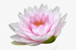 印度国花粉白色纯洁的长叶子水芙蓉实物高清图片
