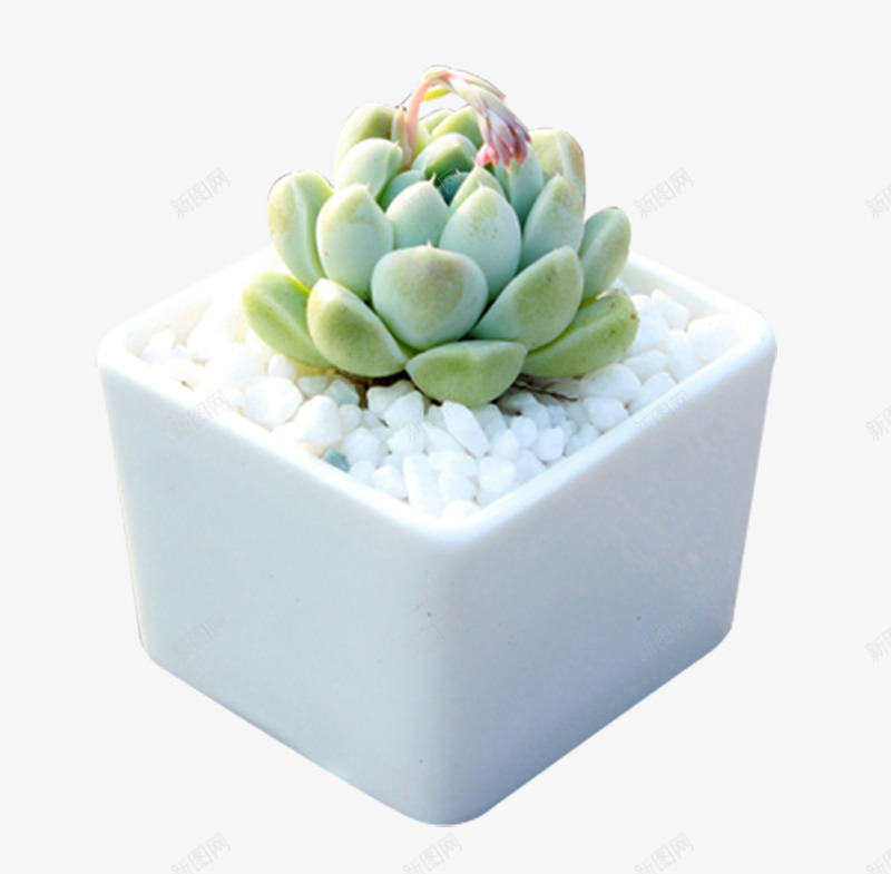 观音莲多肉植物厚叶月影盆栽png免抠素材_88icon https://88icon.com 厚叶月影盆栽 可爱 多肉植物 盆栽 精品 绿植 观音莲