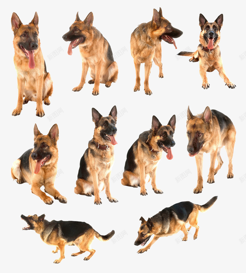 黑背狼狗png免抠素材_88icon https://88icon.com 德国黑背 德牧 牧羊犬 狼狗 黑背