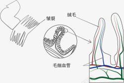 小肠示意图素材