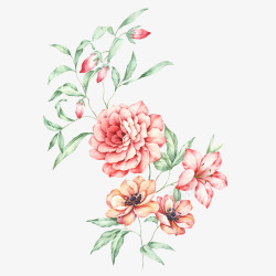 红花水彩手绘花植物高清图片
