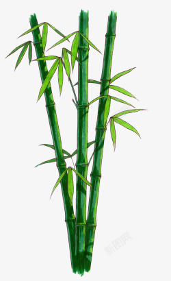 富贵竹露珠绿叶竹子竹叶漂浮小清新竹叶高清图片