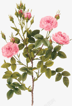 手绘粉红玫瑰花素材