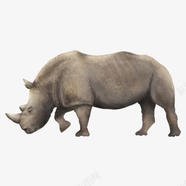 证件照抠图精致写实犀牛动物图标图图标