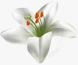 春季白色简约花朵素材