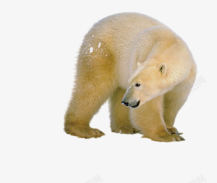 回头北极熊png免抠素材_88icon https://88icon.com 动物 北极熊 活物 生物
