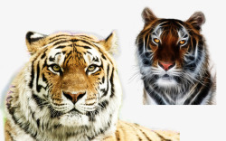老虎动物生物大自然素材