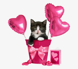 情人节送给爱人的可爱猫咪礼物素材