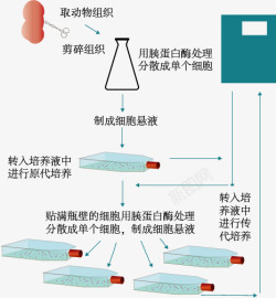 细胞培养素材