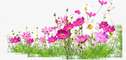 粉白色小花春季风景素材