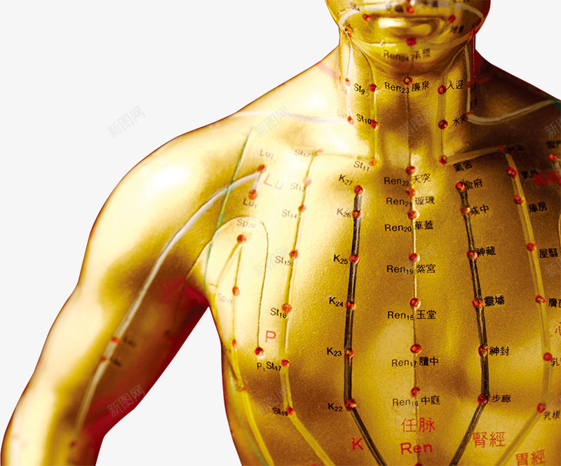 金色人体穴位指南png免抠素材_88icon https://88icon.com 人体 医学 穴位 金色 针灸 针灸疗法