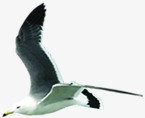海鸟海鸥飞翔素材