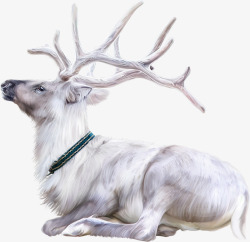 白色毛发的麋鹿实物图素材