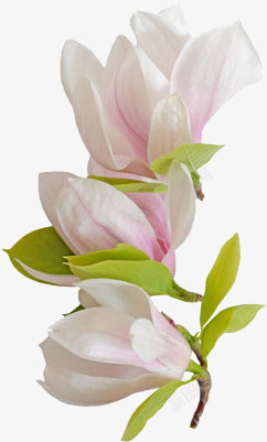 淡雅粉色清新鲜艳花朵素材
