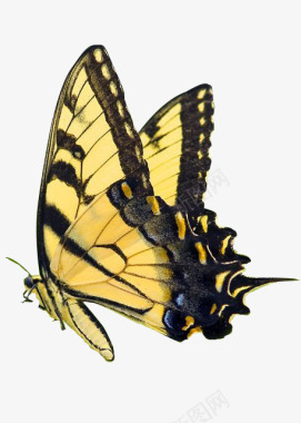 自然米黄色斑点蝴蝶图标图标
